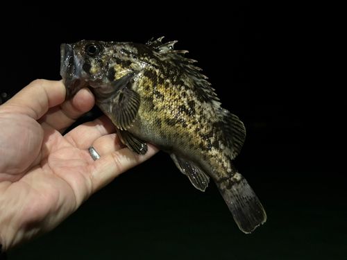 クロソイの釣果