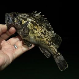 クロソイ