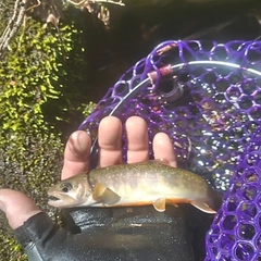 イワナの釣果