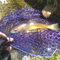 イワナの釣果