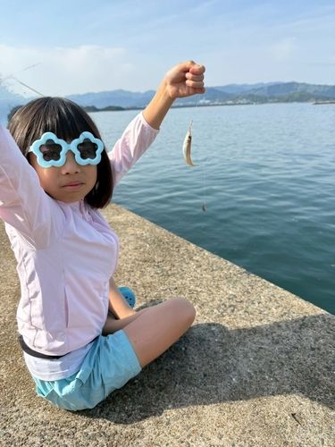 キスの釣果