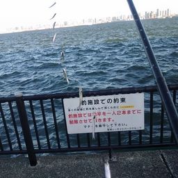 カタクチイワシ