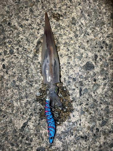 ヤリイカの釣果