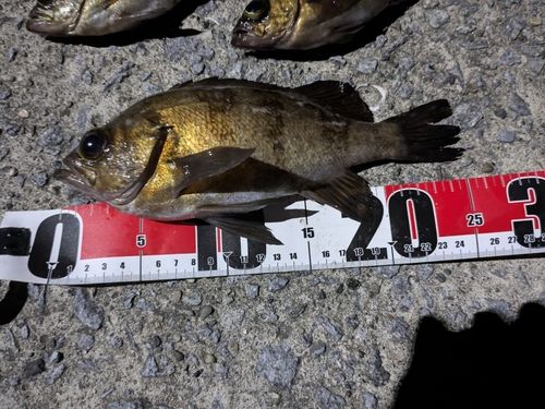 シロメバルの釣果