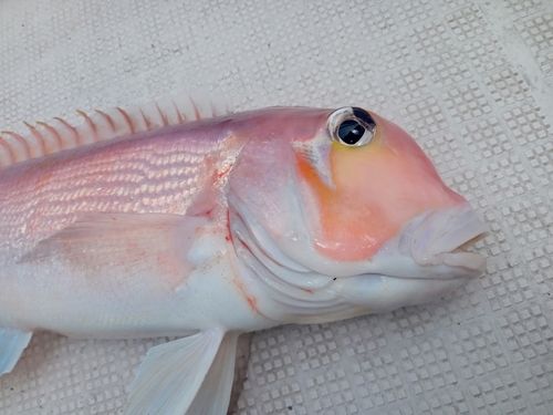 アマダイの釣果
