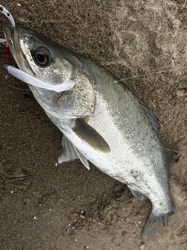 スズキの釣果