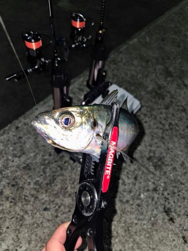 釣果