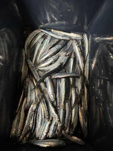 カタクチイワシの釣果