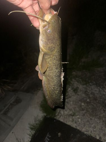 マナマズの釣果