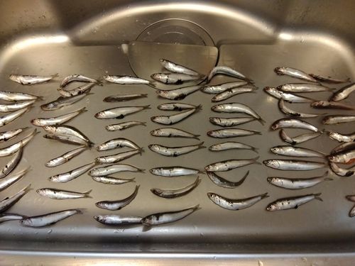 カタクチイワシの釣果