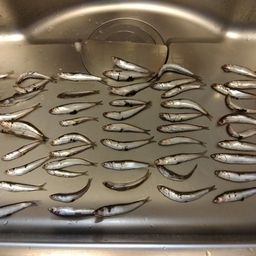 カタクチイワシ