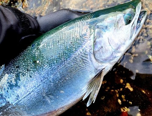 サクラマスの釣果