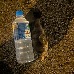 メバル