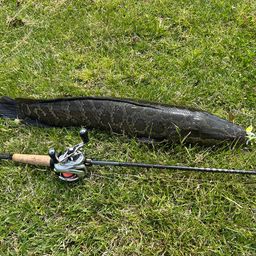 スネークヘッド