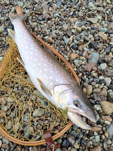 アメマスの釣果