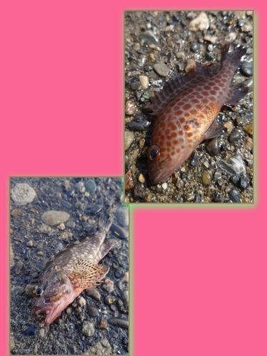 オオモンハタの釣果