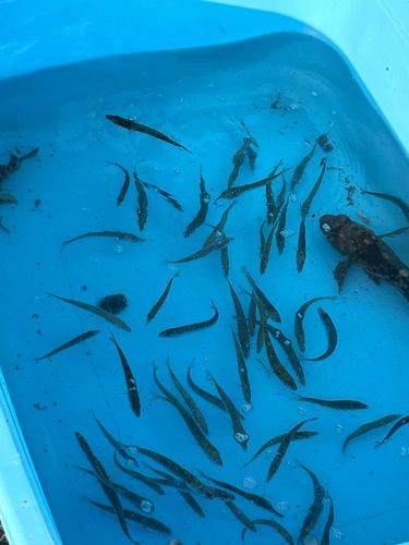 ゴマサバの釣果