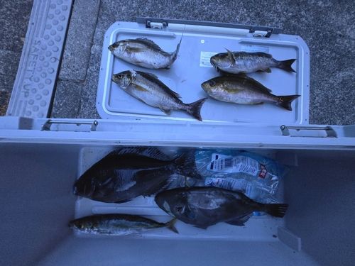 ウマヅラハギの釣果