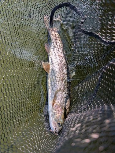 ニジマスの釣果