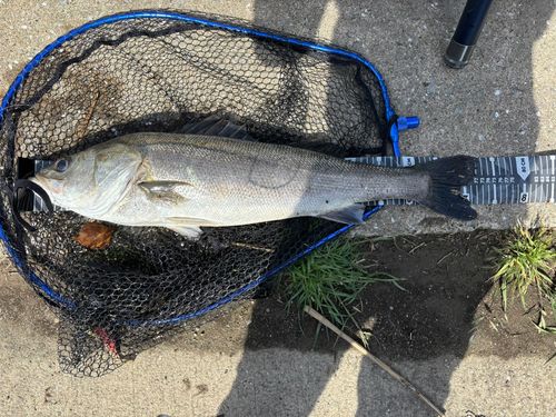 スズキの釣果