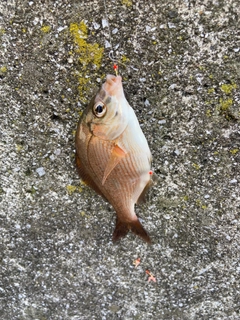 マタナゴの釣果