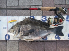 クロダイの釣果