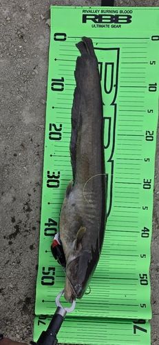 ニホンナマズの釣果