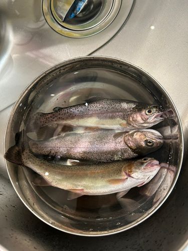 ニジマスの釣果