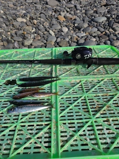 サバの釣果