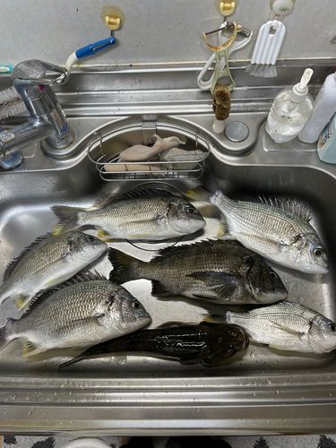チヌの釣果