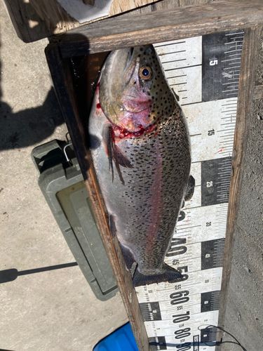 ニジマスの釣果