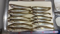 キスの釣果