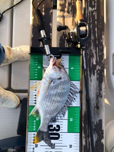 キビレの釣果