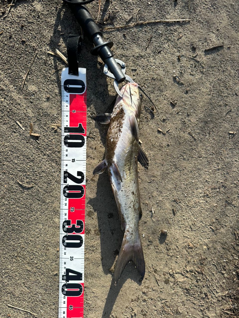 アメリカナマズ