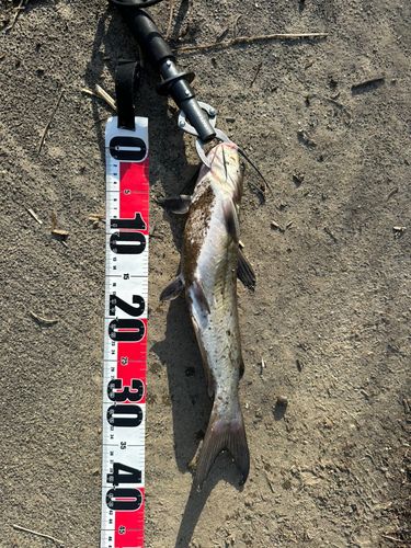 アメリカナマズの釣果