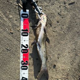 アメリカナマズ