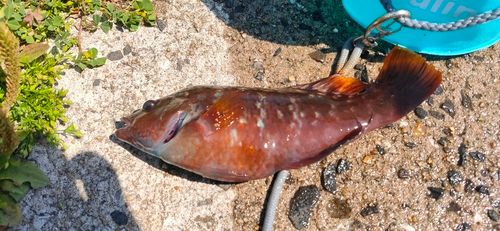 ホシササノハベラ