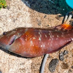 ホシササノハベラ
