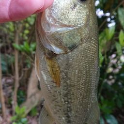 ラージマウスバス