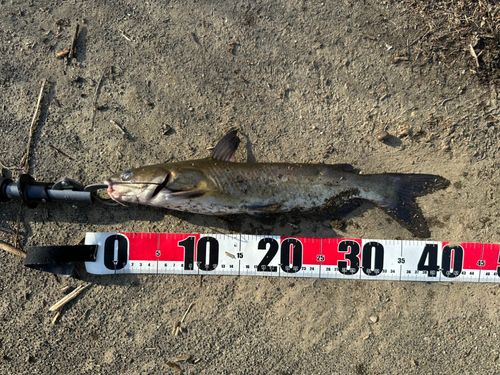 アメリカナマズの釣果