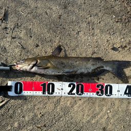 アメリカナマズ