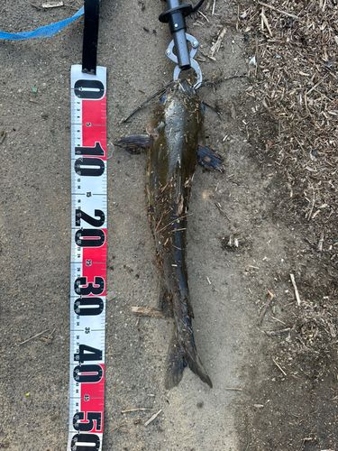 アメリカナマズの釣果