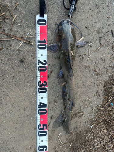 アメリカナマズの釣果