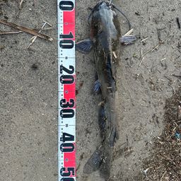 アメリカナマズ