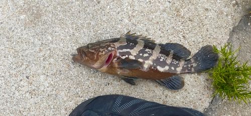 浅茅湾
