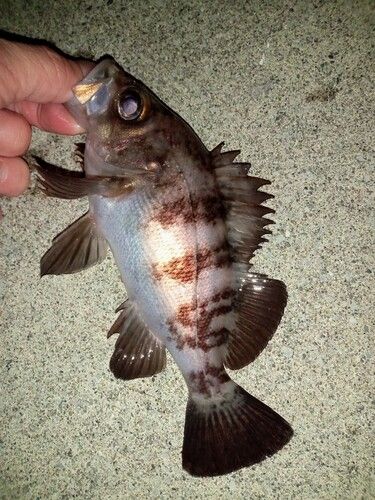 メバルの釣果