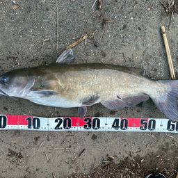 アメリカナマズ