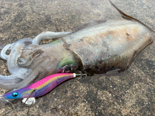 アオリイカの釣果