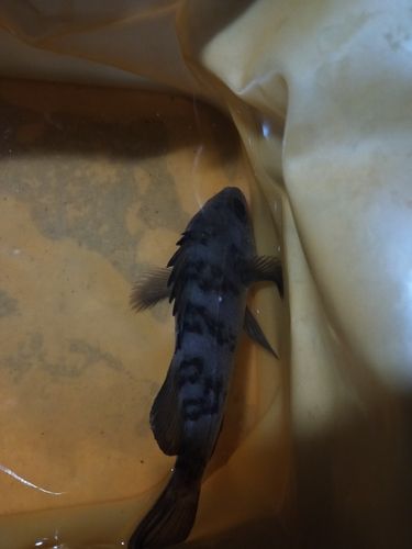 クロメバルの釣果