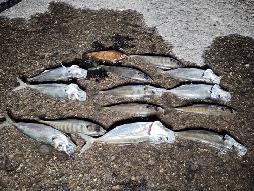 アジの釣果